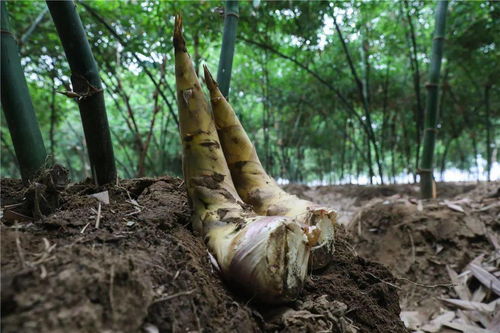 兀立词语解释潮湿—春天下雨后的竹笋的成语？