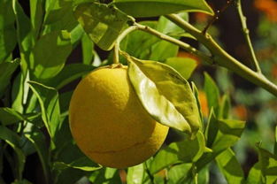 柠檬什么时候成熟,柠檬什么季节成熟？