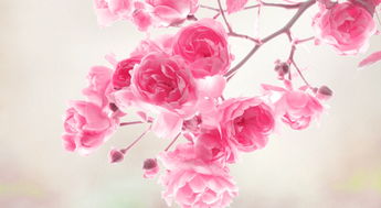 手机版 粉红色的玫瑰鲜花 