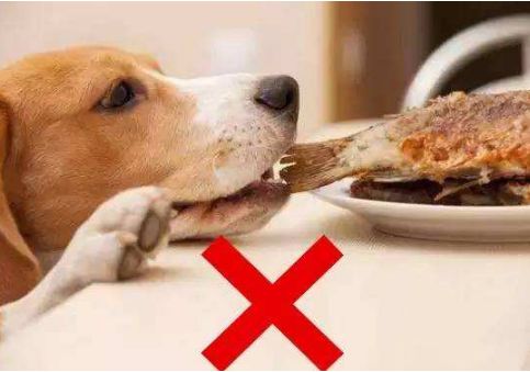 狗狗喜欢啃骨头的原因,就算没肉也吃,来了解一下