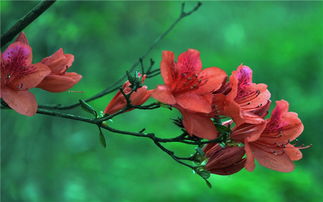 卧室可以放杜鹃花吗,可以将杜鹃花