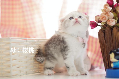 图 重庆什么地方有猫舍 重庆哪里有卖折耳猫 重庆宠物猫 