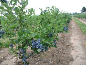 蓝莓有种子吗,蓝莓的种子是什么？
