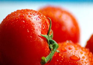 西红柿怎麽吃最养生 吃番茄有6大禁忌 