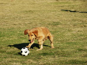 小 狗 玩 球