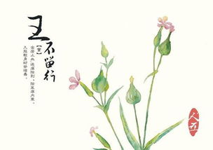 麦蓝菜 搜狗百科 