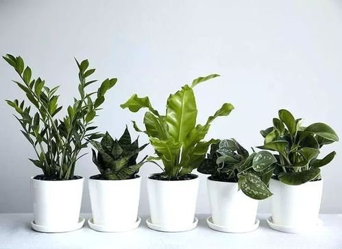 9种清新的室内盆栽观赏植物,搭配现代家居就很适合