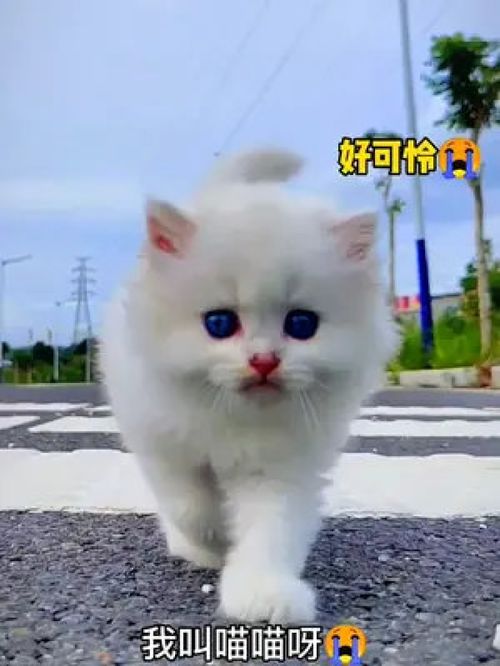 萌宠 宠物 猫咪 