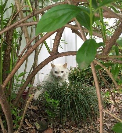 女子做梦梦见猫,结果睁眼就实现,原来是令人羡慕的 吸猫体质