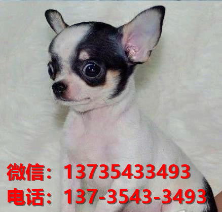 苏州宠物狗犬舍出售纯种吉娃娃犬健康宠物狗网上卖狗买狗