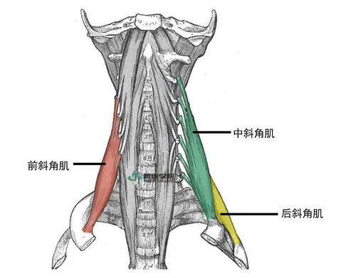 右侧肋骨下有痣的寓意