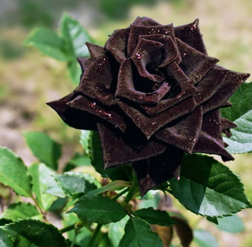 黑玫瑰花语和传说,黑玫瑰的花语与传说