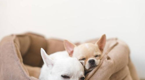 为什么狗狗不喜欢睡狗窝,反而喜欢睡床和沙发呢 爱你是原因之一