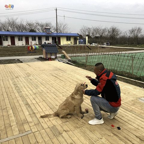 蔡甸黄金周宠物寄养大家推荐