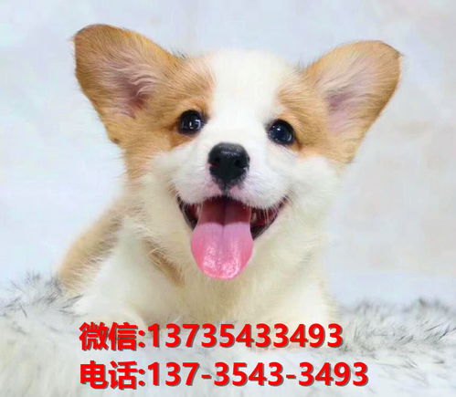 湛江犬舍湛江宠物狗出售柯基犬网上买狗卖狗网站在哪有狗市场