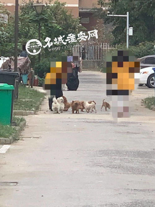 一住户养10多条狗 愁坏了淮安这个小区的居民