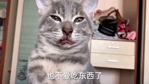 猫咪生病了,每天都被强制喂药,这眼神好无助 