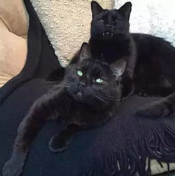 网友捡到只黑猫,发现它的虎牙特别长,经医生检查后才发现...