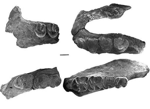 亚洲圆柱齿鼠类化石研究获进展