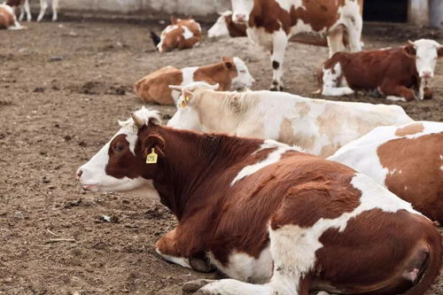 牧牛宝优良肉牛西门塔尔牛介绍,养牛效益有保障 