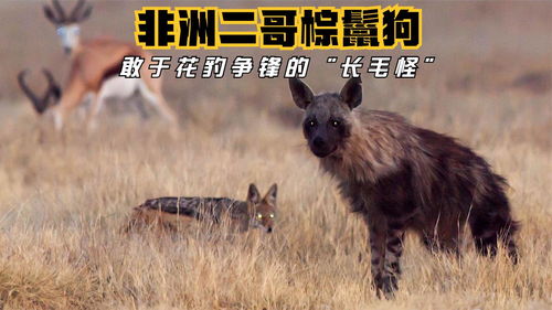 敢与花豹争食的非洲二哥 棕鬣狗, 沙漠独行侠 