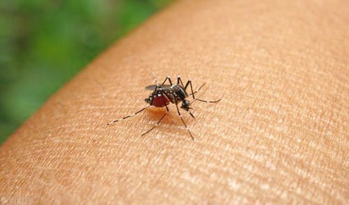 为什么你在屋内屋外都被蚊子追着咬 科学驱蚊攻略请拿好