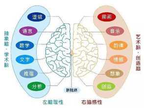 从小学书法,为什么双脑更发达 