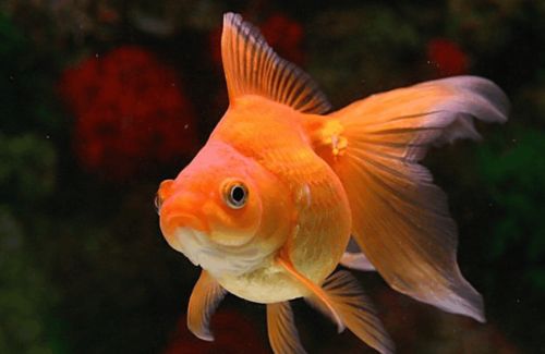 由于酒精, 金鱼可以在没有氧气的情况下存活 