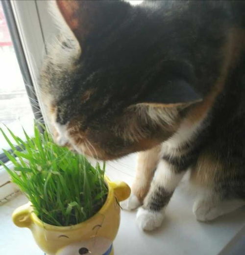 猫咪不能吃什么绿植,猫咪不能接触的植物