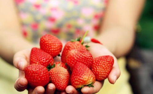 阳台怎么种草莓 学会这几个小方法,结出来的果子大又甜