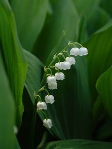 有毒植物及有毒蘑菇科普展览开展