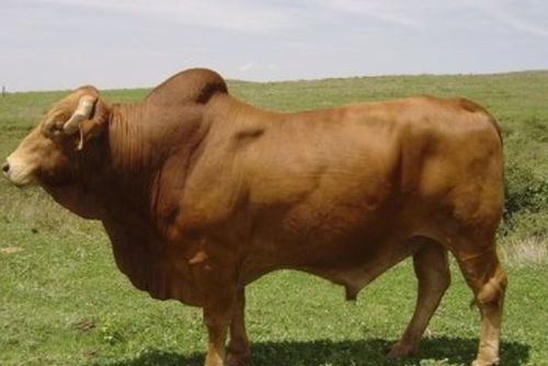 谁家有61 73年的生肖牛,6月要 有事发生 了 家有属牛的速看