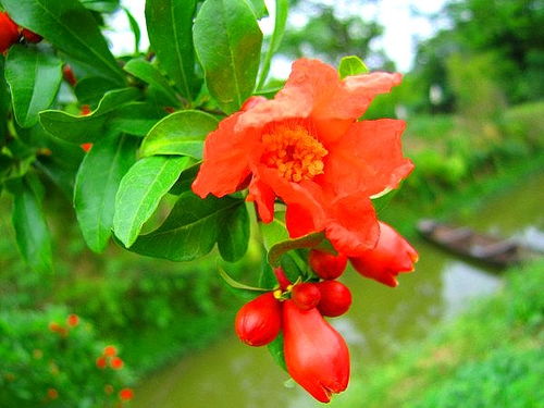 石榴花和凌霄花的区别图片,花朵形