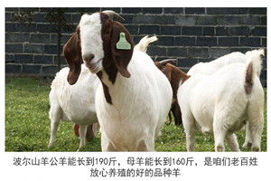 海阳头胎怀孕母羊,2 3个月的羔羊养殖规划
