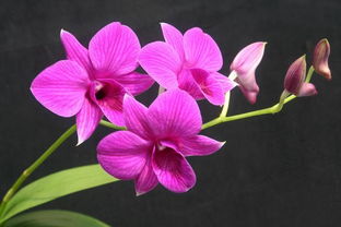 紫色石斛兰的花语,有人知道什么花的花语是什么，我要收集哦