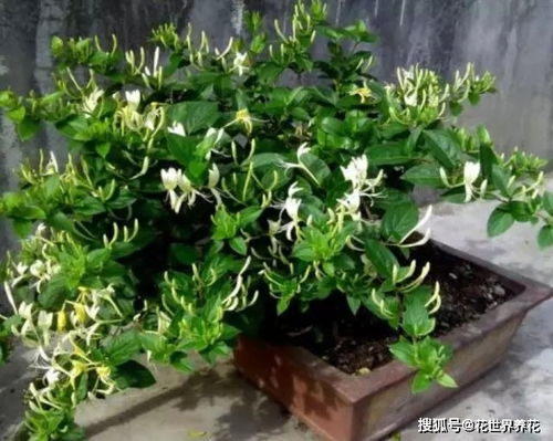 聪明人什么花也不养,却去养这 4种 植物,难怪身体越来越好