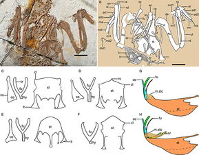 古脊椎所在原始鸟类头骨和胸骨的形态功能研究中取得进展