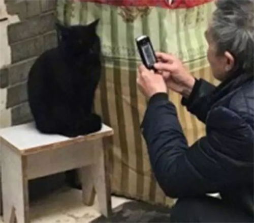 老爷爷蹲在黑猫前玩手机 走近一看,原来是在拍猫... 