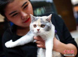 重庆举办WCF国际名猫展 总价值超百万人民币