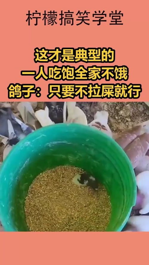 这才是典型的一人吃饱全家不饿,鸽子只要不拉屎就行 