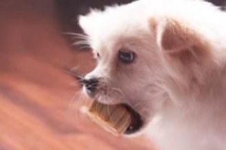 狗狗能吃月饼吗 警惕这些月饼 小小一块就能 取它狗命