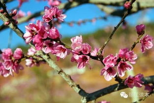 火车都开到花海了,你还好意思在家里宅着 