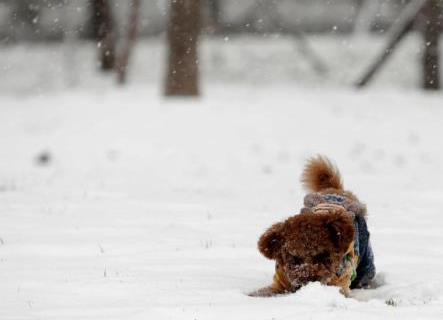 全国各地普降大雪,南方狗狗们第一次见到大雪,这表情亮了