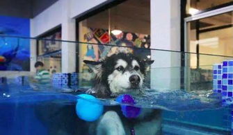 主人带宠物狗进小区游泳池,连爱狗的人都看不下去了