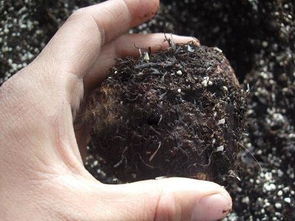 烂根的土还能用吗 烂根的土壤怎么消毒