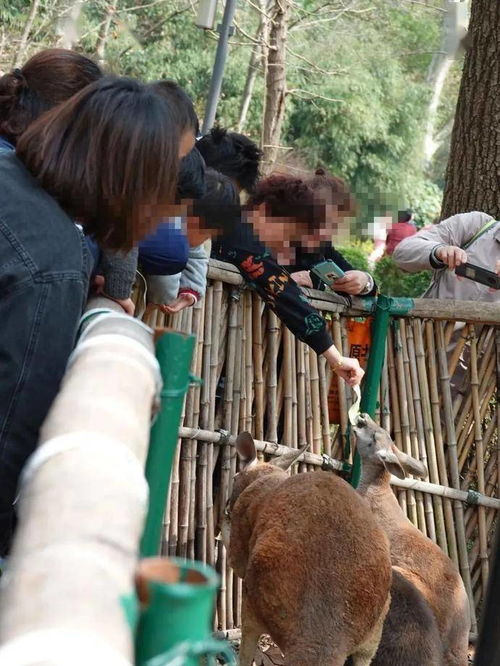 因为游客投喂,红猩猩 森泰 得了糖尿病,上海动物园的这些动物甚至为此送命