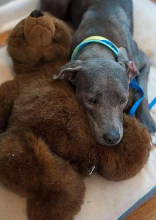 狗狗被遗弃后每天抱着玩具泰迪熊不放, 我只有它