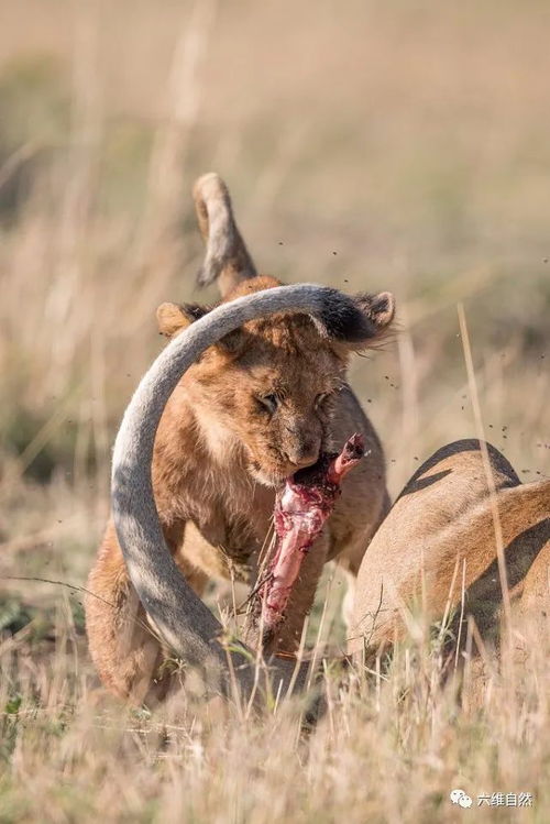 肯尼亚小狮子群饱吃一顿,腹胀如球走不动,露出窘态让人哭笑不得