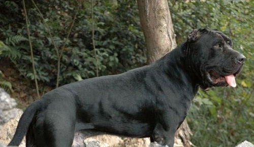 班道戈犬,集比特犬和纽波利顿犬的优点于一身,霸气与优雅并存