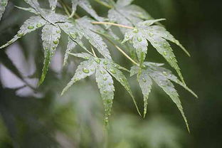 梦见雨水进屋是什么意思 大鱼解梦网 